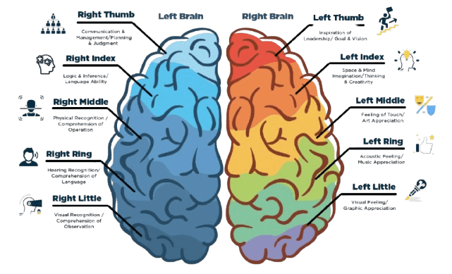 STUDENZO-DMIT Brain Diagram